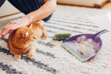 cleaning-carpet-from-cat-hair-with-brush-home-man-cleans-dirty-rug-puts-animal-fur-scoop