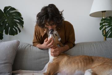 greyhound-dog-with-male-owner-home-couch