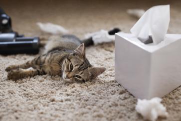 pet-cat-making-owner-suffering-from-allergy