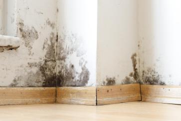 September Mould Prevention