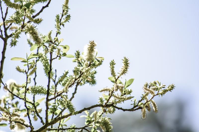Spring Pollen Cross-Reactivity