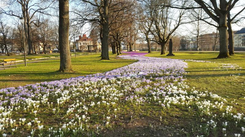 UK Spring Pollen Calendar