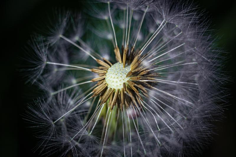 pollen count