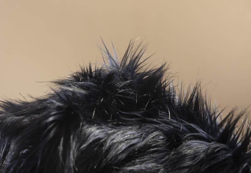 pet dander