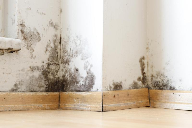 September Mould Prevention